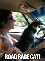 cat-humor-road-rage-car.jpg