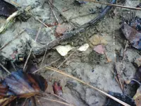pickwick woods.webp