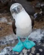 booby bird.webp
