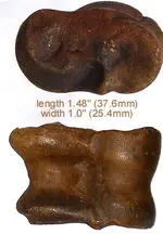 deer bone.webp
