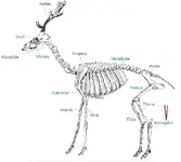 deer bone1.webp
