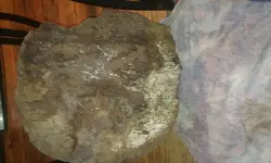 1517063460880-136844148.webp