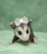a377bed802ab1b86db9f13e532c8a731--opossum-cute-babies.jpg