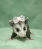 a377bed802ab1b86db9f13e532c8a731--opossum-cute-babies.webp
