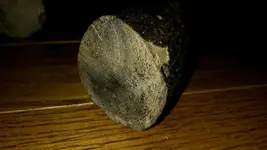 fossil 009.webp