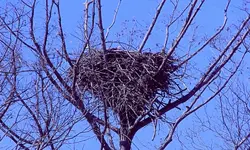 DSCN1440.webp