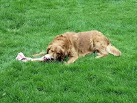 Duke with bone1A.webp