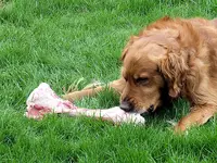 Duke with boneA.webp