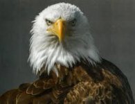 Eagle 3.jpg