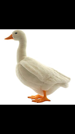 ImageUploadedByTreasureNet.com1520648314.976853.webp