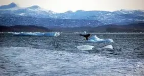 whale.webp