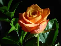 rose 1.webp