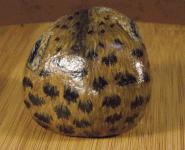 cheetah.gif cheetah.gif