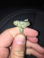 ImageUploadedByTreasureNet.com1517710060.215068.webp