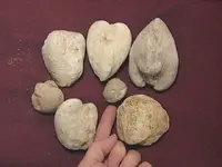 bivalves.webp