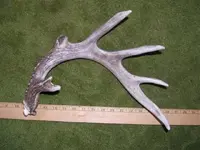 deer r (Small).webp