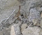 Scorpion1SM.webp