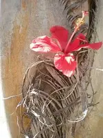 DSCN0714 dupe.webp