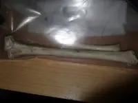 benjamins bones 3.webp