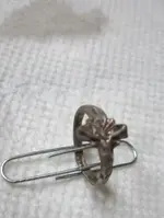 Silver Dimes & Silver Rings 022.webp
