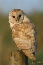 ImageUploadedByTreasureNet.com1516498262.536025.webp