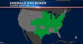 th03VET623  ash.webp