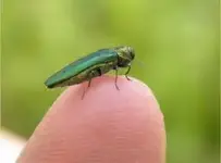 untitled bug.webp