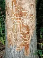 untitled tree.webp