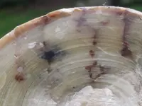 DSCF5566.webp