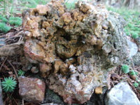 DSCF5540 (1).webp