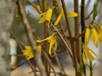 DSCN1510.webp