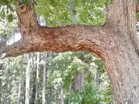 fordyce.webp