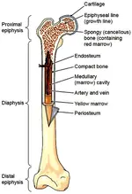 The structure of a long bone.webp