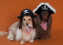 Pirate Puppies.jpg