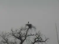 eagle nest 2.webp