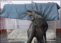 happy-shirksgiving-2.gif