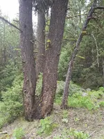 Forked tree.webp
