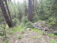 Forked tree rock pile.webp