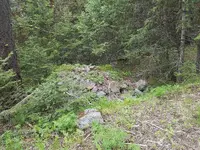 rock pile by tree.webp