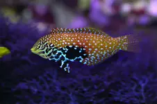 saltwater_tropical_fish_0802.webp