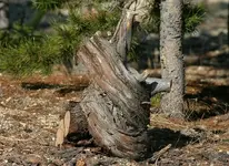 CopyofLamps10-10-7009_RT82.webp