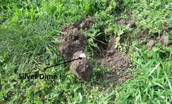 6 silver coins in baseball field 004.webp