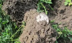 6 silver coins in baseball field 005.webp