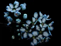Ornamental_pear.webp