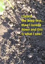 6 silver coins in baseball field 018.webp