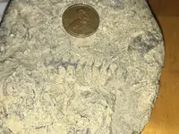 fossil.webp