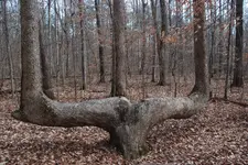 09markertree.webp