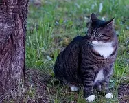 catitude1small.webp