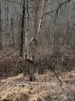 ImageUploadedByTreasureNet.com1518381802.709423.webp