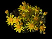 DSCN1540.webp